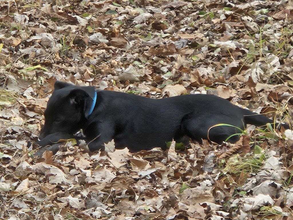 Wexford County Animal Shelter in Cadillac, MI
