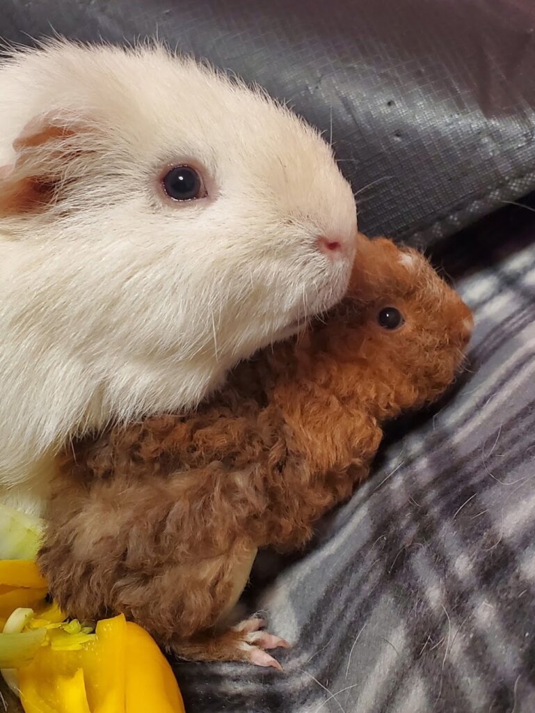 Wheek Care Guinea Pig Rescue animal shelter in New Kensington, PA