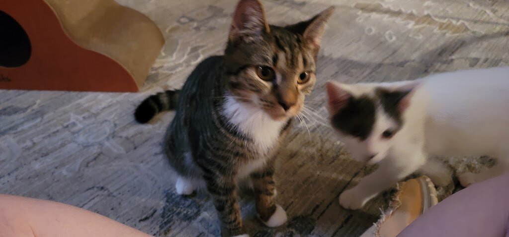 Whiskers Pet Rescue in Southbury, CT