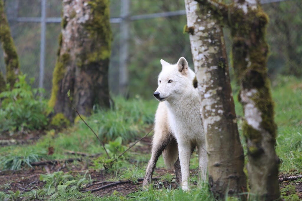 White Wolf Sanctuary animal shelter in Tidewater, OR