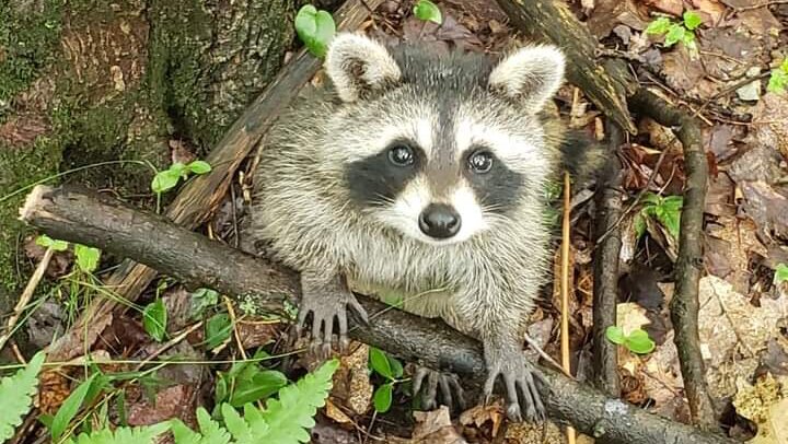 Wild Heart Wildlife Rescue in Rhodes, MI