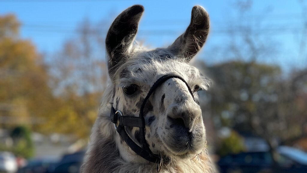 Wild Hooves Farm Animal Rescue & Traveling Petting Zoo in Vermilion, OH