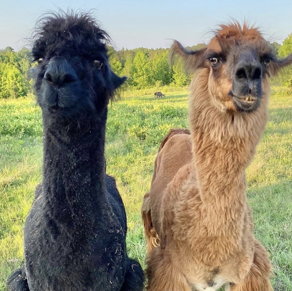 Williams, Kay -- Frog Song Farm Sanctuary animal shelter in Hodges, SC