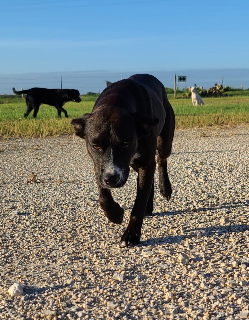 Wilson County Adoption and Rescue Services animal shelter in Floresville, TX