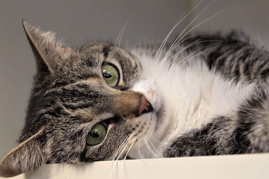 Winchester Area SPCA animal shelter in Winchester, VA