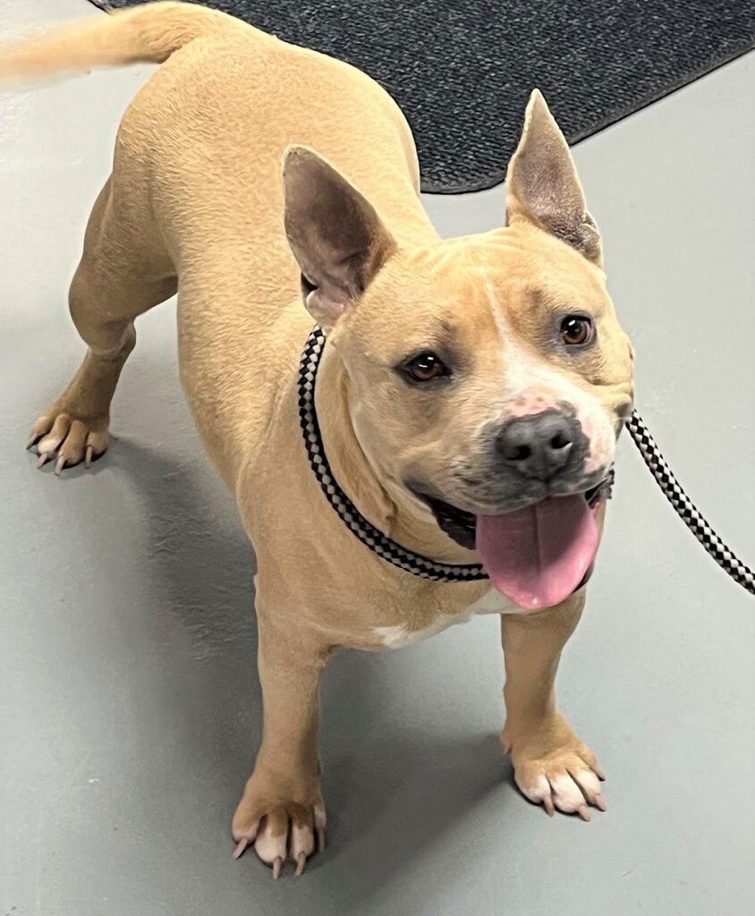 Winslow Animal Control Shelter in Winslow, AZ