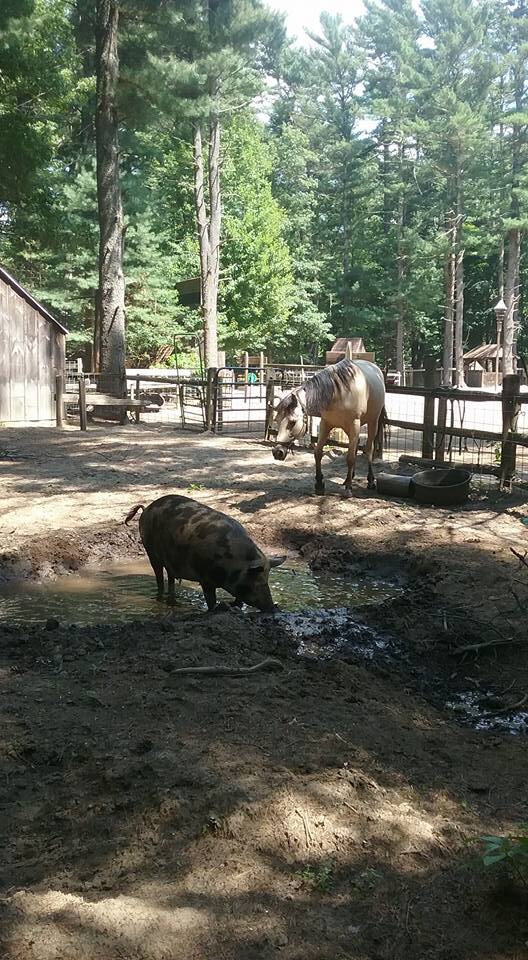 Winslow Farm Animal Sanctuary animal shelter in Norton, MA