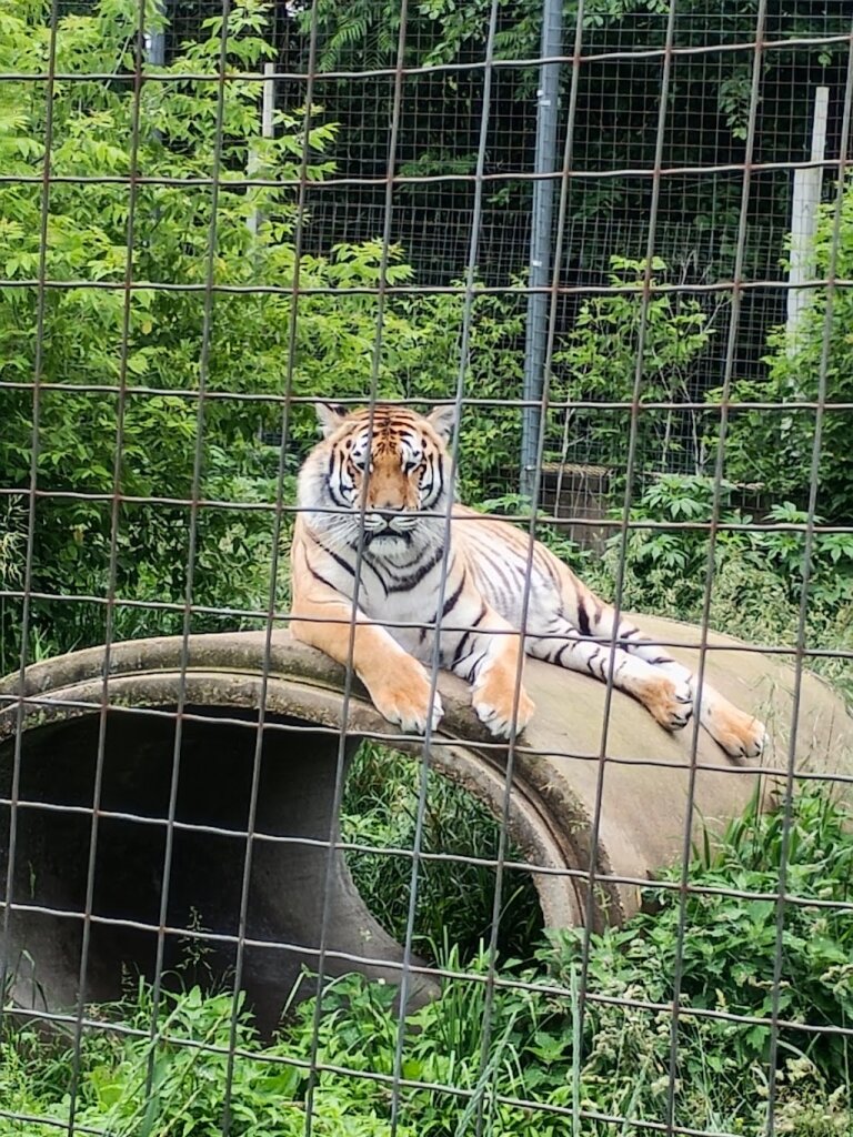 Wisconsin Big Cat Rescue in Rock Springs, WI