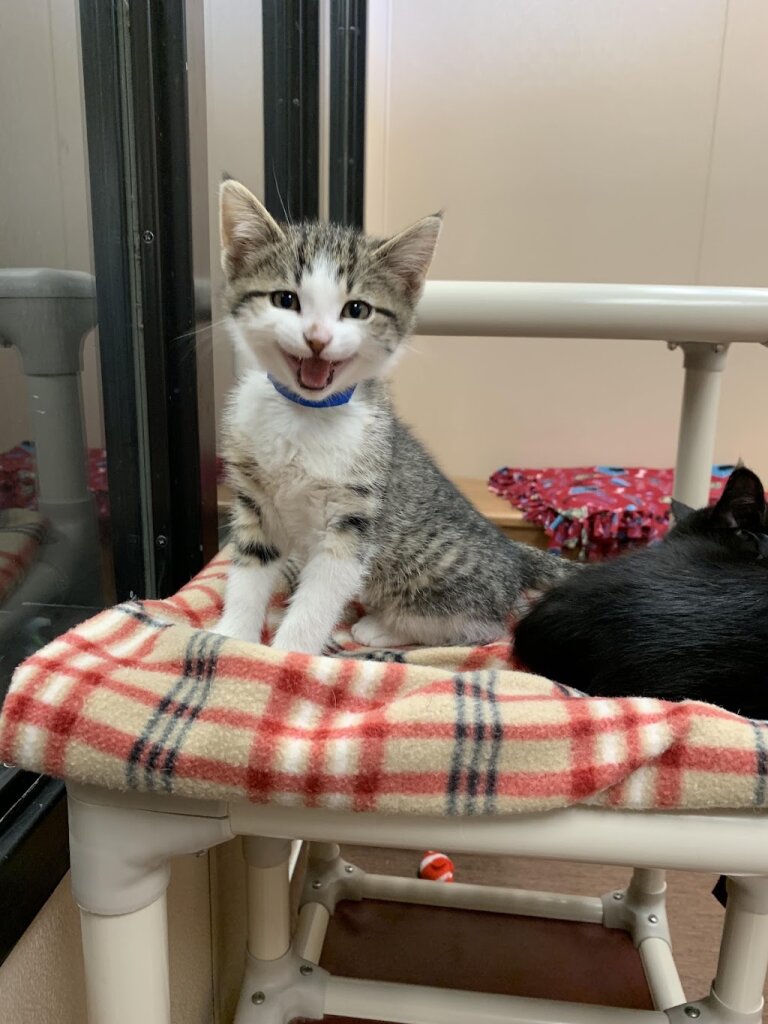 Wisconsin Humane Society Door County Campus animal shelter in Sturgeon Bay, WI