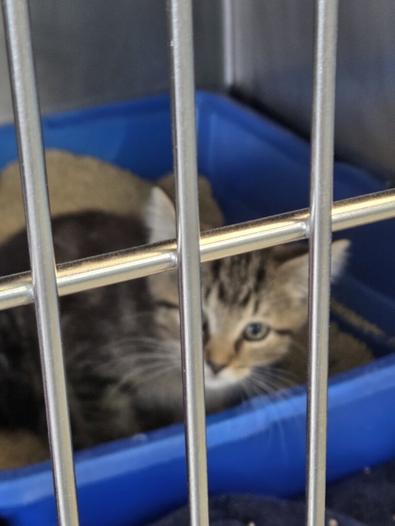 Wisconsin Humane Society Kenosha Campus in Kenosha, WI