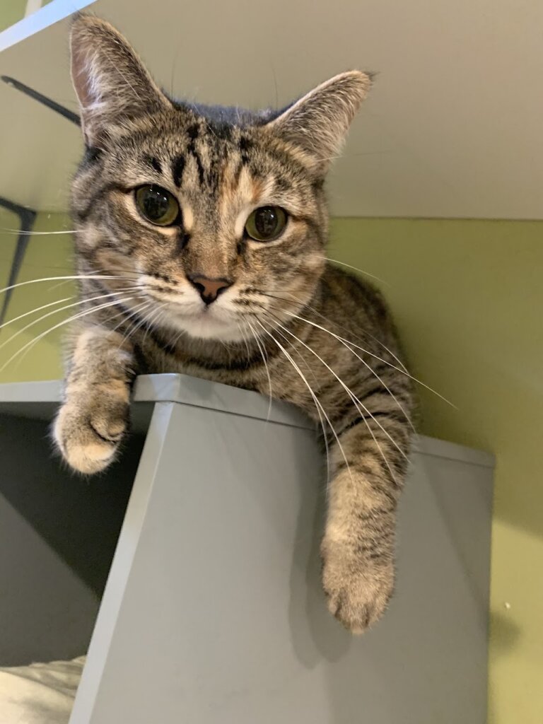 Wishbone Pet Rescue in Douglas, MI