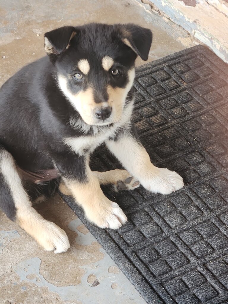 Woodward Animal Shelter in Woodward, OK