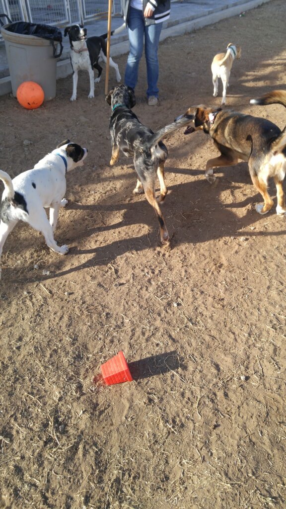 W.O.O.F. Pet Rescue animal shelter in Woodward, OK
