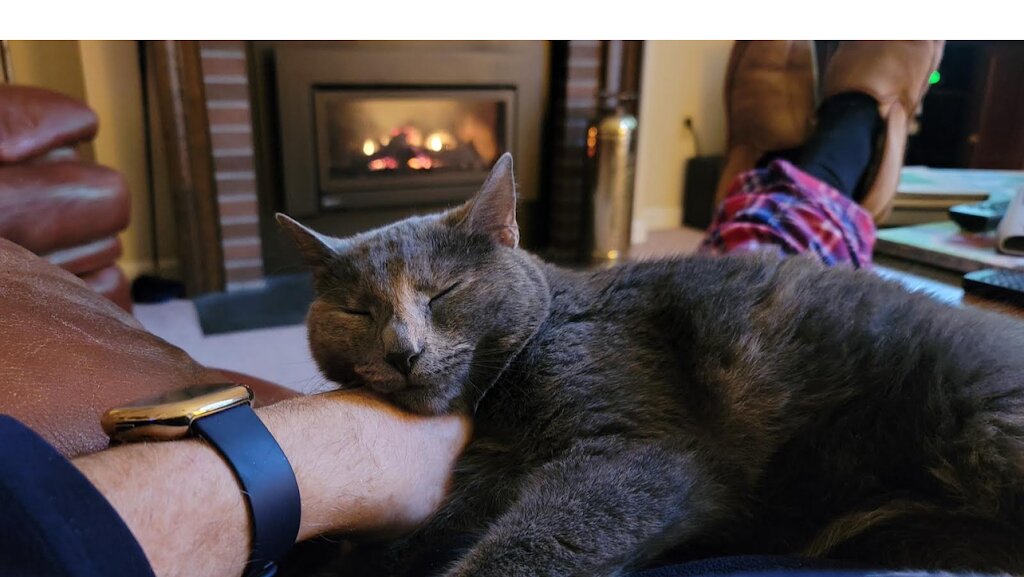Worcester County Humane Society in Berlin, MD