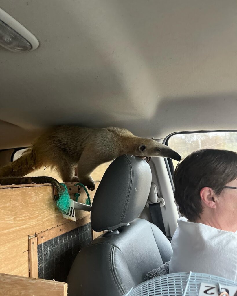WorkHorse Farm Rescue & Exotics in Denton, MD
