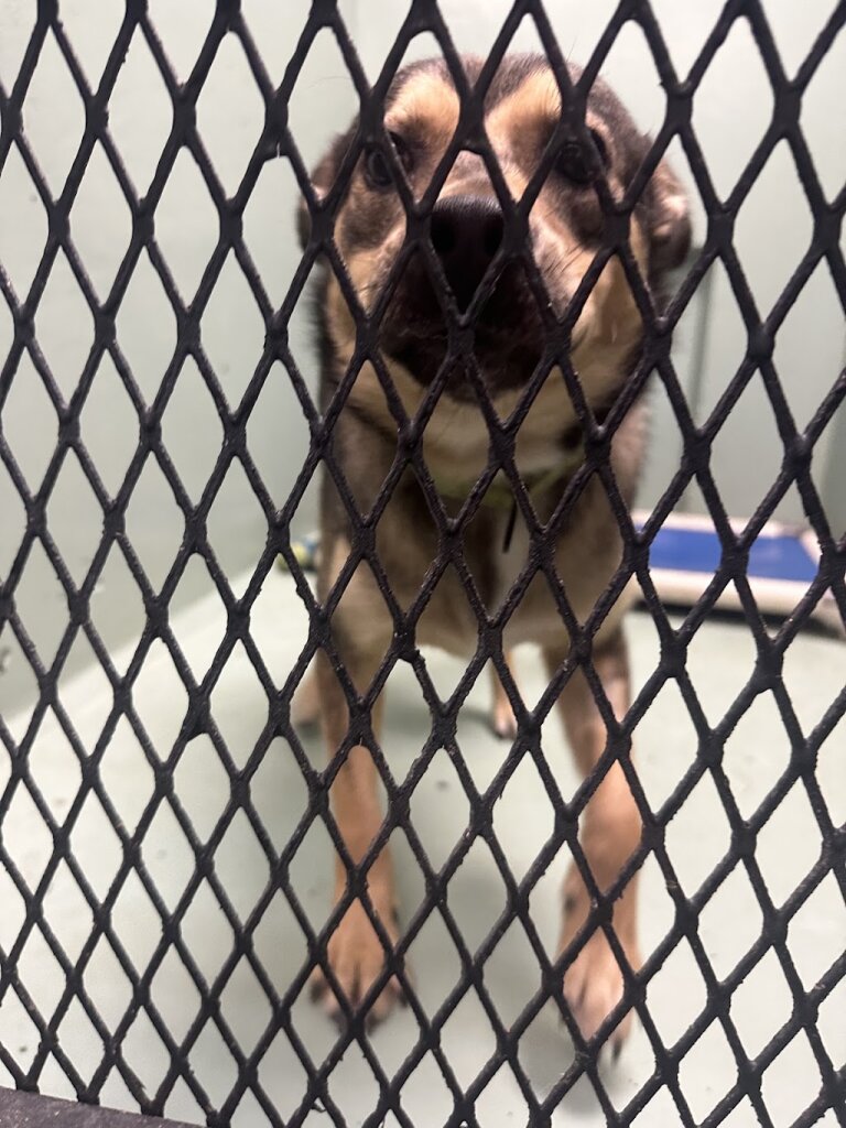 Yakima Humane Society in Yakima, WA