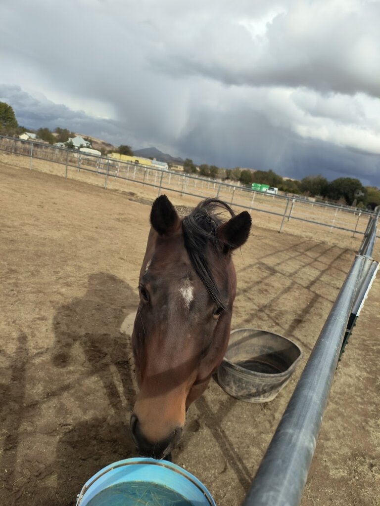 Yavapai Humane Society Equine Center animal shelter in Chino Valley, AZ