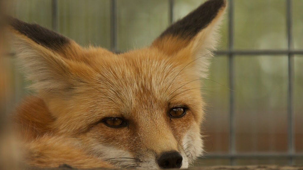 Yellowstone Wildlife Sanctuary animal shelter in Red Lodge, MT