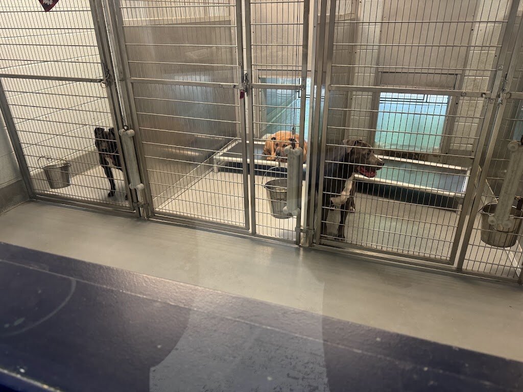 Yonkers Animal Shelter in Yonkers, NY