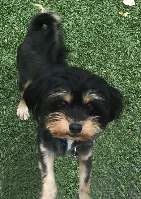 Yorkshire Terrier Rescue in Pleasant View, TN
