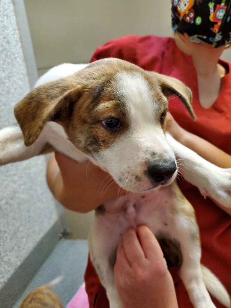 Yuba City Animal Shelter in Sutter, CA